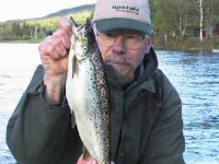 Smelt-Run Salmon