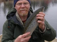 Spring Salmon